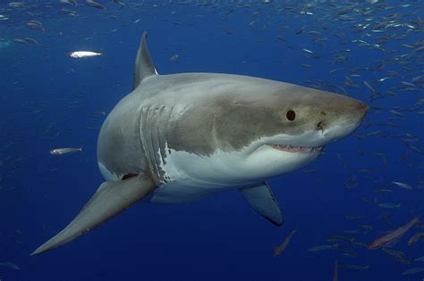 The sharks - Animals. Reference. Great white sharks. Common Name: Great white shark. Scientific Name: Carcharodon carcharias. Type: Fish. Diet: Carnivore. Group …